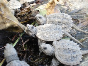 Baby snapping turtles