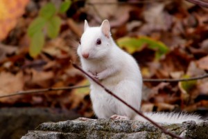Albino red squirrel sitting on a rock in the Fall