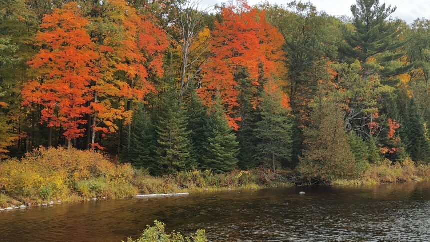 Fall scenery overlooking Crowe River at Callaghan's Rapids Conservation Area