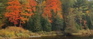 Fall scenery overlooking Crowe River at Callaghan's Rapids Conservation Area