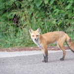 fox (1)