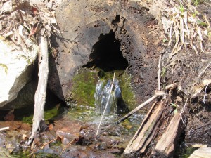 McGeachie Conservation Area Trails