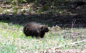 Porcupine walking on grass