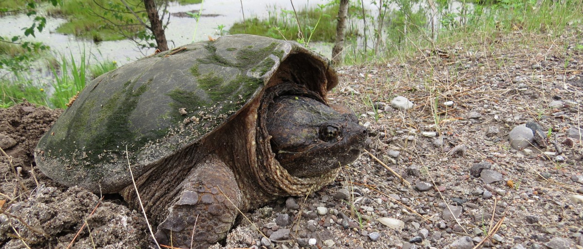 Permalink to: Snapping Turtle Laying Eggs