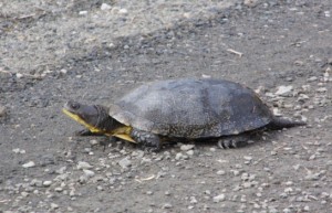 Turtle on gravel
