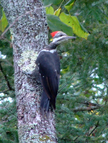 woodpecker